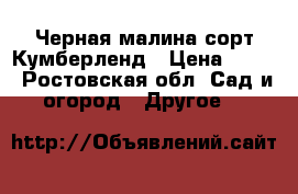 Черная малина сорт Кумберленд › Цена ­ 150 - Ростовская обл. Сад и огород » Другое   